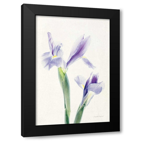 Light and Bright Floral III Black Modern Wood Framed Art Print with Double Matting by Urquhart, Elizabeth
