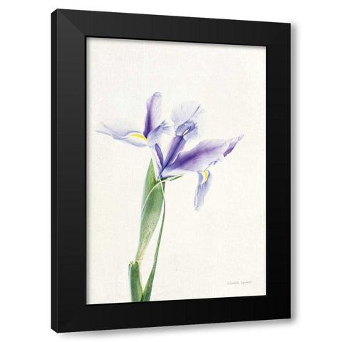Light and Bright Floral IV Black Modern Wood Framed Art Print by Urquhart, Elizabeth