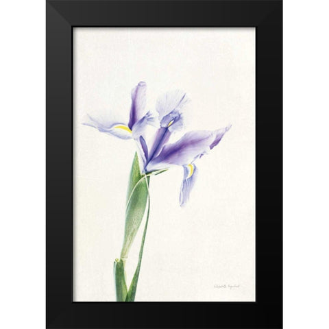 Light and Bright Floral IV Black Modern Wood Framed Art Print by Urquhart, Elizabeth