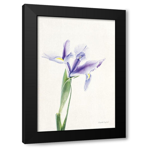Light and Bright Floral IV Black Modern Wood Framed Art Print by Urquhart, Elizabeth
