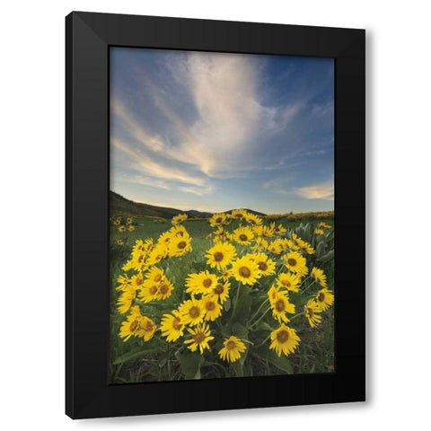Methow Valley Wildflowers II Black Modern Wood Framed Art Print with Double Matting by Audit, Lisa