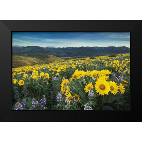 Methow Valley Wildflowers IV Black Modern Wood Framed Art Print by Audit, Lisa