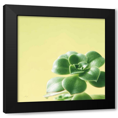 Succulent Simplicity VIII Black Modern Wood Framed Art Print by Bradley, Felicity