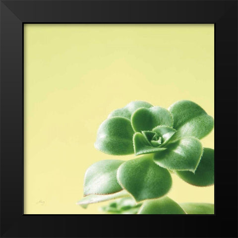 Succulent Simplicity VIII Black Modern Wood Framed Art Print by Bradley, Felicity
