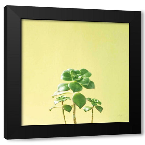 Succulent Simplicity IX Black Modern Wood Framed Art Print by Bradley, Felicity