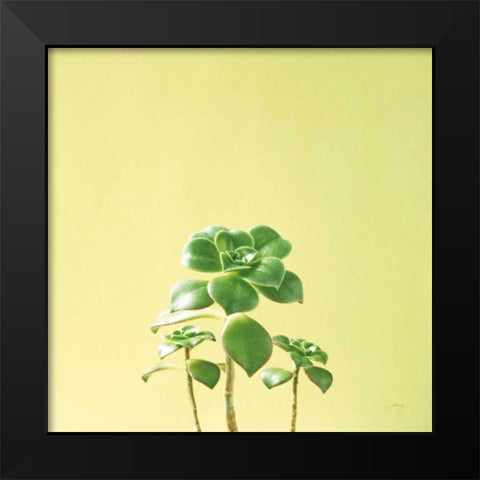 Succulent Simplicity IX Black Modern Wood Framed Art Print by Bradley, Felicity