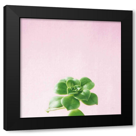 Succulent Simplicity VII on Pink Black Modern Wood Framed Art Print by Bradley, Felicity