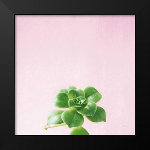 Succulent Simplicity VII on Pink Black Modern Wood Framed Art Print by Bradley, Felicity