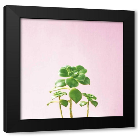 Succulent Simplicity IX on Pink Black Modern Wood Framed Art Print by Bradley, Felicity