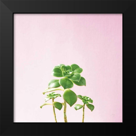 Succulent Simplicity IX on Pink Black Modern Wood Framed Art Print by Bradley, Felicity