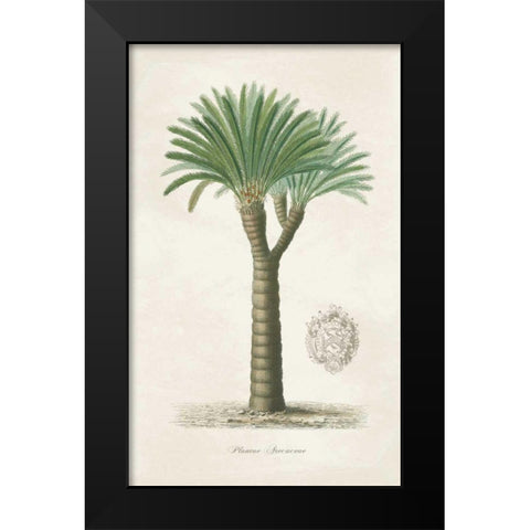 Palm Tree Cycas Crest Black Modern Wood Framed Art Print by Wild Apple Portfolio