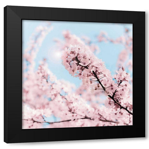 Cherry Blossom Clouds Black Modern Wood Framed Art Print by Bevan, Keri