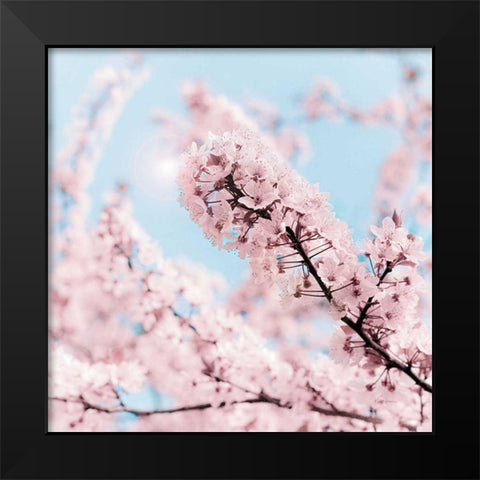 Cherry Blossom Clouds Black Modern Wood Framed Art Print by Bevan, Keri
