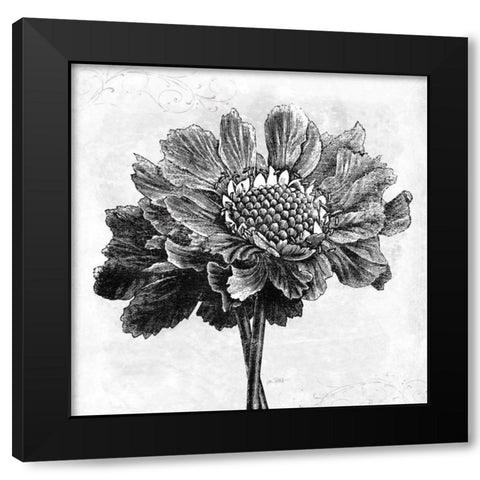 Spa Botanical I BW Black Modern Wood Framed Art Print with Double Matting by Pertiet, Katie