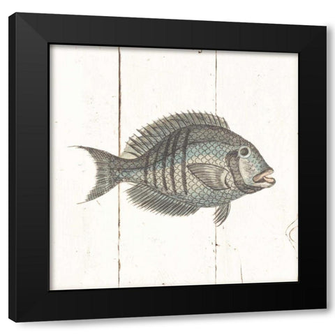 Fish Sketches I Shiplap Black Modern Wood Framed Art Print with Double Matting by Wild Apple Portfolio