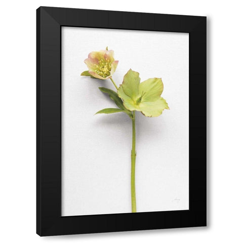 Hellebore Study II Black Modern Wood Framed Art Print by Bradley, Felicity