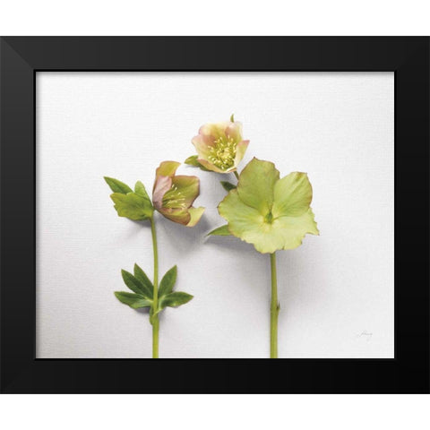 Hellebore Study IV Black Modern Wood Framed Art Print by Bradley, Felicity