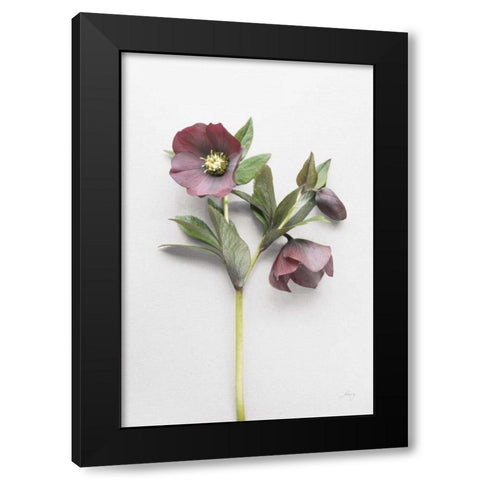 Hellebore Study V Black Modern Wood Framed Art Print with Double Matting by Bradley, Felicity