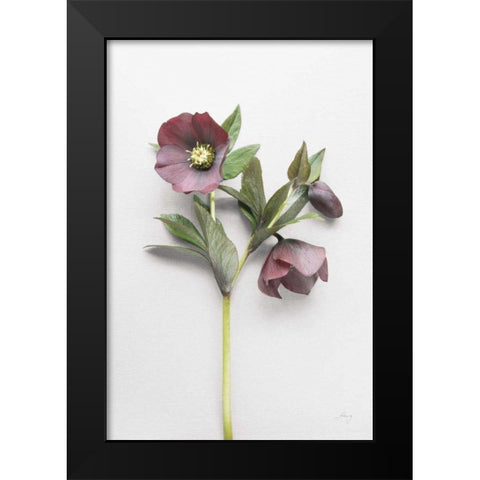 Hellebore Study V Black Modern Wood Framed Art Print by Bradley, Felicity