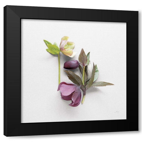 Hellebore Study VII Black Modern Wood Framed Art Print by Bradley, Felicity