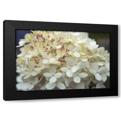 Hydrangea Delight I Black Modern Wood Framed Art Print by Bradley, Felicity