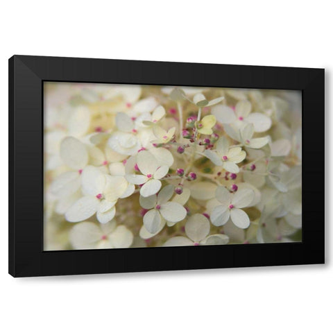 Hydrangea Delight II Black Modern Wood Framed Art Print by Bradley, Felicity