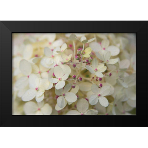 Hydrangea Delight II Black Modern Wood Framed Art Print by Bradley, Felicity