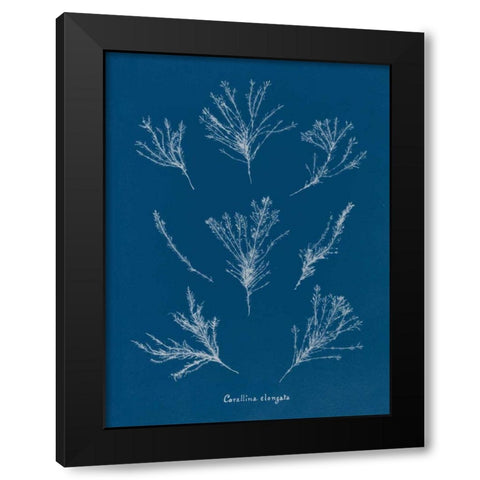 Delicate Coral I Black Modern Wood Framed Art Print by Wild Apple Portfolio