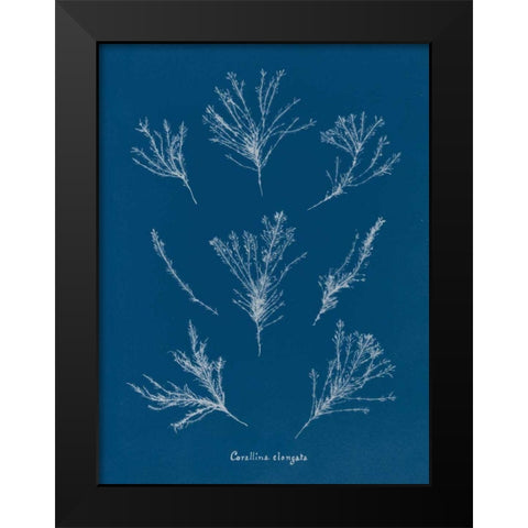 Delicate Coral I Black Modern Wood Framed Art Print by Wild Apple Portfolio