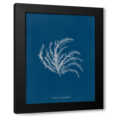 Delicate Coral II Black Modern Wood Framed Art Print by Wild Apple Portfolio