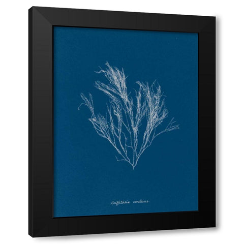 Delicate Coral III Black Modern Wood Framed Art Print with Double Matting by Wild Apple Portfolio