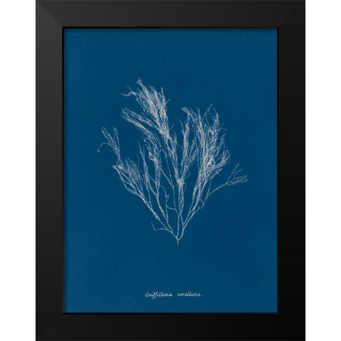 Delicate Coral III Black Modern Wood Framed Art Print by Wild Apple Portfolio