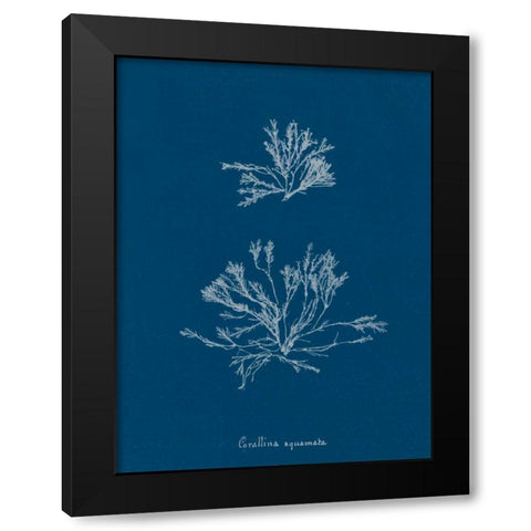 Delicate Coral IV Black Modern Wood Framed Art Print with Double Matting by Wild Apple Portfolio