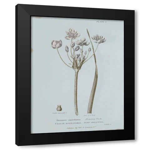 Conversations on Botany II Blue Black Modern Wood Framed Art Print with Double Matting by Wild Apple Portfolio