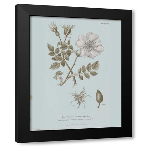 Conversations on Botany IV Blue Black Modern Wood Framed Art Print with Double Matting by Wild Apple Portfolio