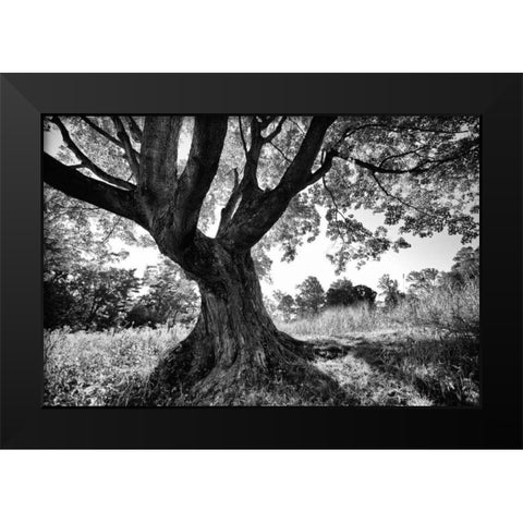 Longwood Tree Black Modern Wood Framed Art Print by Aledanda