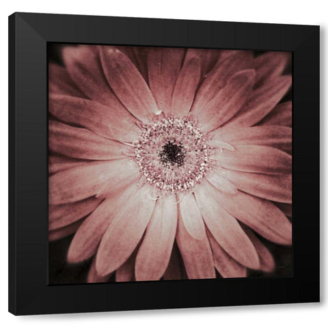 Gerbera Black Modern Wood Framed Art Print with Double Matting by Aledanda