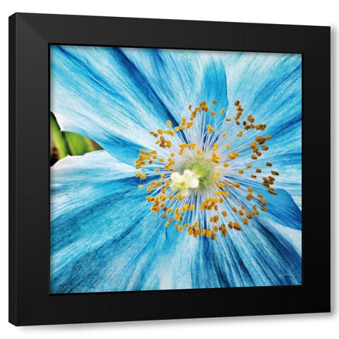 Clematis Black Modern Wood Framed Art Print by Aledanda