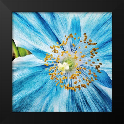 Clematis Black Modern Wood Framed Art Print by Aledanda