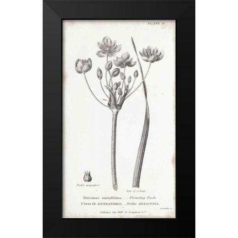 Conversations on Botany II Black Modern Wood Framed Art Print by Wild Apple Portfolio