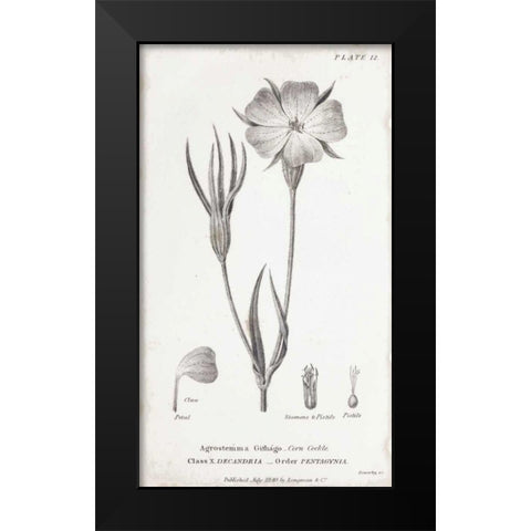 Conversations on Botany III Black Modern Wood Framed Art Print by Wild Apple Portfolio