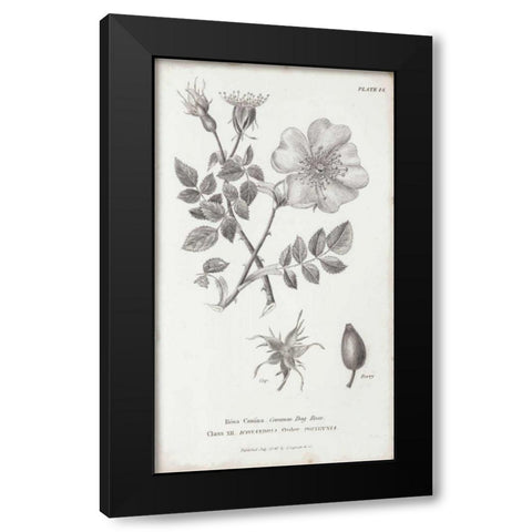 Conversations on Botany IV Black Modern Wood Framed Art Print by Wild Apple Portfolio
