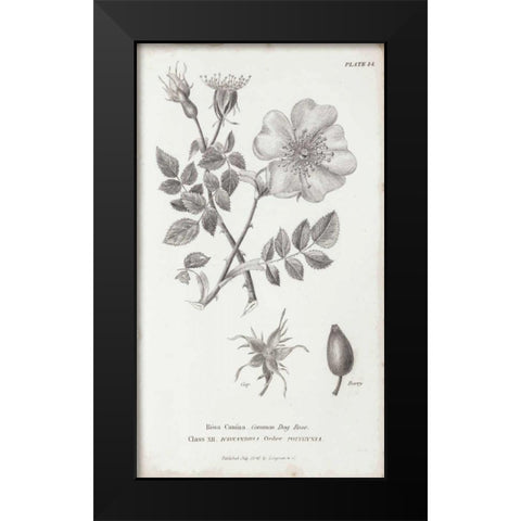 Conversations on Botany IV Black Modern Wood Framed Art Print by Wild Apple Portfolio