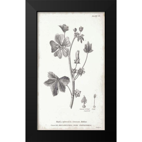 Conversations on Botany VII Black Modern Wood Framed Art Print by Wild Apple Portfolio