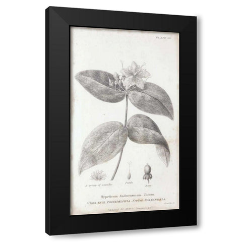 Conversations on Botany VIII Black Modern Wood Framed Art Print by Wild Apple Portfolio