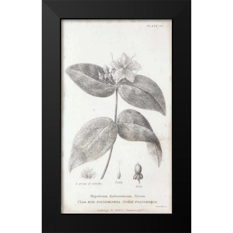Conversations on Botany VIII Black Modern Wood Framed Art Print by Wild Apple Portfolio