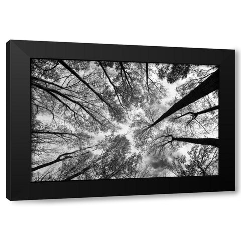 Looking Up I BW Black Modern Wood Framed Art Print with Double Matting by Aledanda
