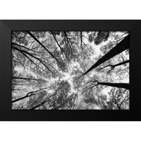 Looking Up I BW Black Modern Wood Framed Art Print by Aledanda