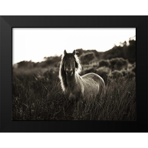 Evening Glow Crop Black Modern Wood Framed Art Print by Aledanda