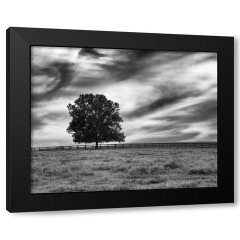 Majestic Crop Black Modern Wood Framed Art Print by Aledanda
